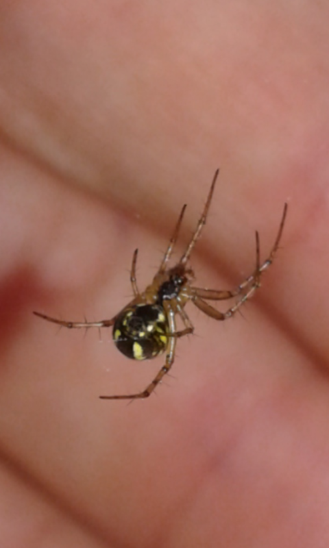 Araneidae : Mangora acalypha?